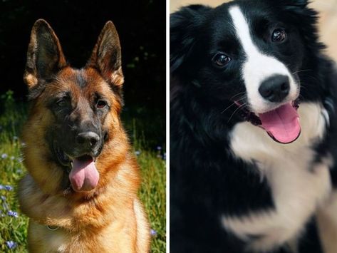 German Shepherd vs Border Collie: Differences, & Comparison King Shepherd, Types Of Coats, Dog Info, Puppy Breeds, Two Dogs, German Shepherd Puppies, German Shepherd Dogs, Rottweiler, Border Collie