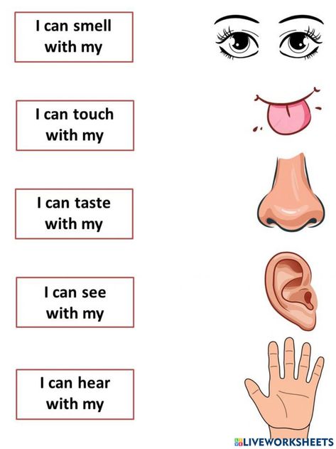 Body Parts Preschool Activities, Human Body Worksheets, Senses Preschool, Materi Bahasa Inggris, Body Parts Preschool, English Worksheets For Kindergarten, Homeschool Preschool Activities, English Activities For Kids, Kids Worksheets Preschool