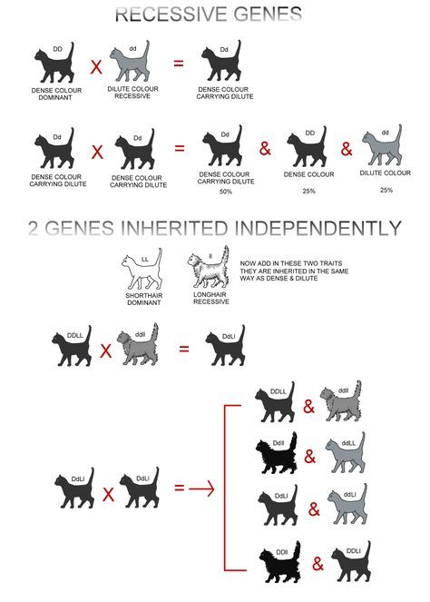 Cat Genetics, Cats Drawings, Draw Cats, Cat Drawing Tutorial, Ayurvedic Healing, Grey Kitten, First Daughter, Cat Facts, Ginger Cats