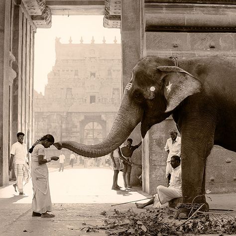 (© Coni Hörler)  Dharma significa "Lei Natural" ou "Realidade". Com respeito ao seu significado espiritual, pode ser considerado como o "Caminho para a Verdade Superior". O dharma é a base das filosofias, crenças e práticas que se originaram na Índia. Om Namah Shivaya, Elephant Love, Animal Stories, An Elephant, South Asia, Incredible India, India Travel, Beautiful Creatures, National Geographic