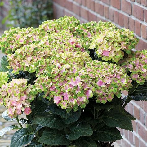 Little Lime Hydrangea, Strawberry Hydrangea, Hardy Hydrangea, Hydrangea Seeds, Fast Growing Shrubs, Hydrangea Varieties, Endless Summer Hydrangea, White Flower Farm, Hydrangea Care