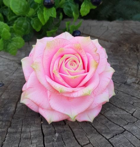 "beautiful 3d rose flower mold of regular size soap approximate  product size : 8x6 cm listing is for 1 rose mold  its a heavy silicone designer mold  for soap making , candle making . clay crafts, resin etc Please note I only sell silicone molds to make a design like in picture. So when you buy understand that it is a \" silicone mold \" and not a made product. ." Christmas Melt And Pour Soap, Rose Mold, Candle Wax Molds, Rose Molds, Floral Soap, Soap Making Molds, Candle Making Molds, Melt And Pour, Soap Making Supplies