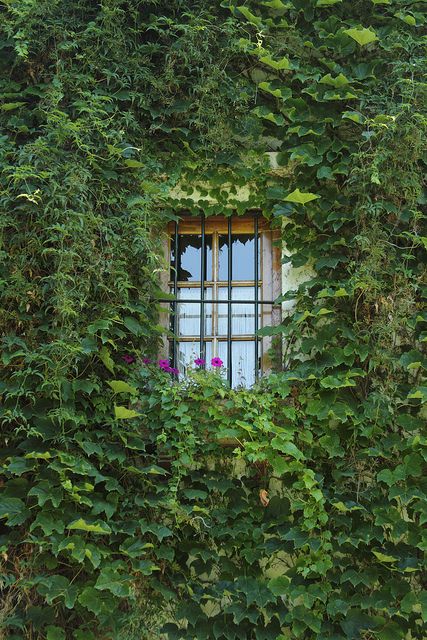 Secret Window, Ivy Cottage, Inner Landscape, Moss Covered, Green Ivy, Climbing Vines, Modern Patio, Through The Window, Green Life