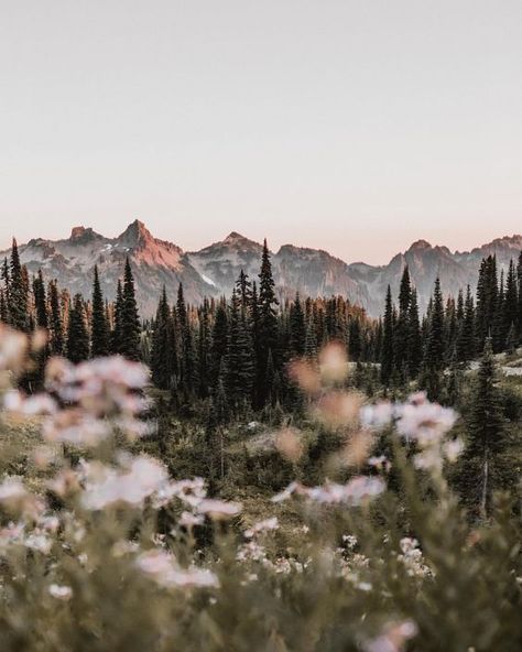 Mountain Wildflowers Era Victoria, Mountains Aesthetic, Wallpaper Macbook, Belle Nature, Les Continents, Nature Aesthetic, Pretty Places, Atlantis, Bergen