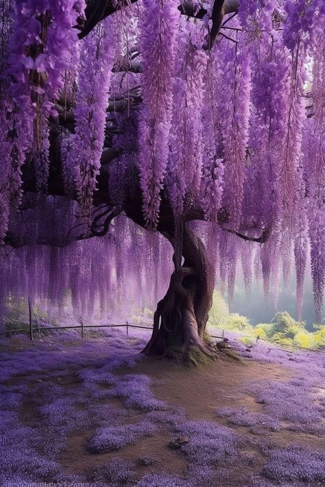 Pretty Flowers Pictures, August Wallpaper, Wallpaper 2024, Wisteria Tree, Japanese Tree, Pretty Trees, Výtvarné Reference, Purple Trees, Nothing But Flowers