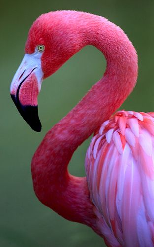 Flamingo Birds, Dekoratívne Vence, Regnul Animal, Jackdaw, Flamingo Art, Animale Rare, Foto Tips, Tropical Birds, Exotic Birds