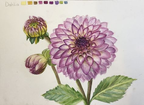 Dahlia, watercolors, painting, art, artist, bobbibicker, botanical, Dahlia Watercolor, Purple Dahlia, Wedding Drawing, Flowers Images, Beautiful Flowers Images, Flower Paintings, Watercolor Flowers Paintings, Botanical Watercolor, Scientific Illustration