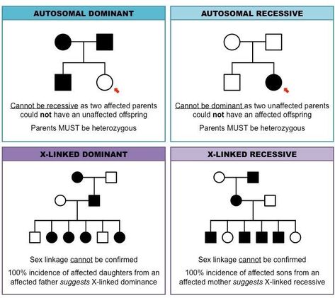 pedigree charts: inheritance cheat sheet Biology Activity, Learn Biology, Elementary Worksheets, Pedigree Chart, Study Biology, Biology Classroom, Biology Labs, Biology Facts, Study Flashcards