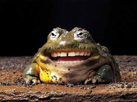 Laughing Frog | Flickr - Photo Sharing! African Bullfrog, Photoshopped Animals, Human Mouth, Frog Wallpaper, Human Teeth, Frog Pictures, Funny Photoshop, Funny Frogs, Funny New