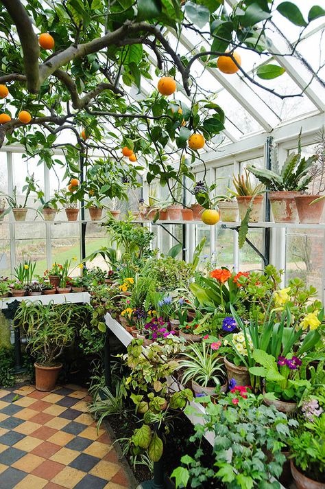 Conservatory in spring with orange tree and wide range of flowering and foliage plants in pots on bench and shelves Serre Diy, Taman Diy, Tanaman Indoor, Lots Of Plants, Home Greenhouse, Greenhouse Ideas, Backyard Greenhouse, Greenhouse Plans, Diy Greenhouse