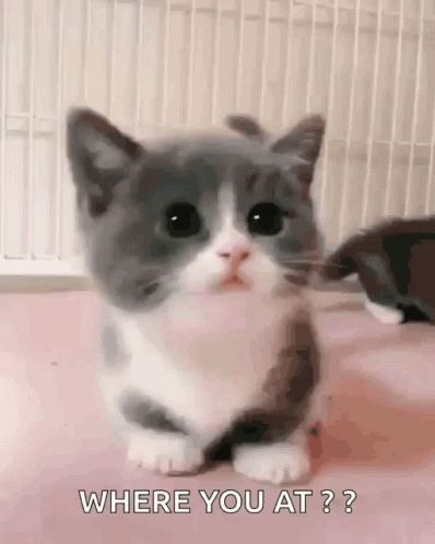 Cute Kitty Best Kitty GIF - Cute Kitty Best Kitty Alex Cute Pp Kitty - Discover & Share GIFs Hi Gif, Munchkin Kitten, Saying Hi, Cat Tattoo Designs, Animated Animals, Kitten Gif, Kittens Funny, Cat Aesthetic, Funny Cute Cats