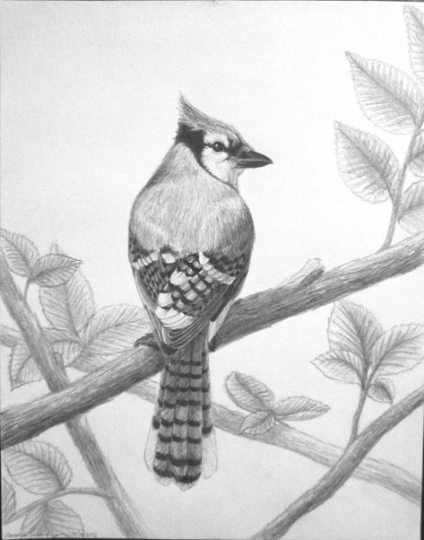 Blue Jay Drawing, Jay Drawing, Bird Sketches, Charlie Murphy, Drawing Wildlife, Doodle Easy, Doodle Animals, Hummingbird Drawing, Drawing Birds