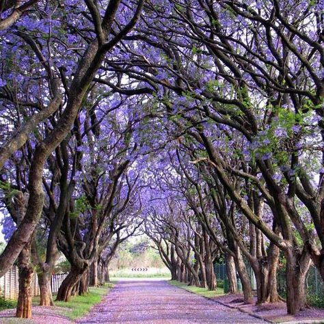 Jacaranda trees in Cullinan, South Africa. #tree #forest #forests #nature #natural #naturelovers #southafrica #awesome #beauty #beautiful 숲 사진, Tree Tunnel, Jacaranda Tree, Matka Natura, Destination Wedding Locations, Beautiful Streets, Violet Flower, Alam Yang Indah, Beautiful Tree