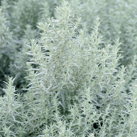 Artemisia Ludoviciana, Western Mugwort, White Sage, Silver Wormwood, Louisiana Sage, Prairie Sage, Silver Queen, Silver King, Silver Frost, Artemisia Valerie Finnis, Silver foliage plant, aromatic foliage plant Drought Landscape, Artemisia Ludoviciana, Valerie Finnis, Growing Ginger Indoors, Licorice Plant, Growing Spinach, Growing Ginger, Silver Plant, Silver King