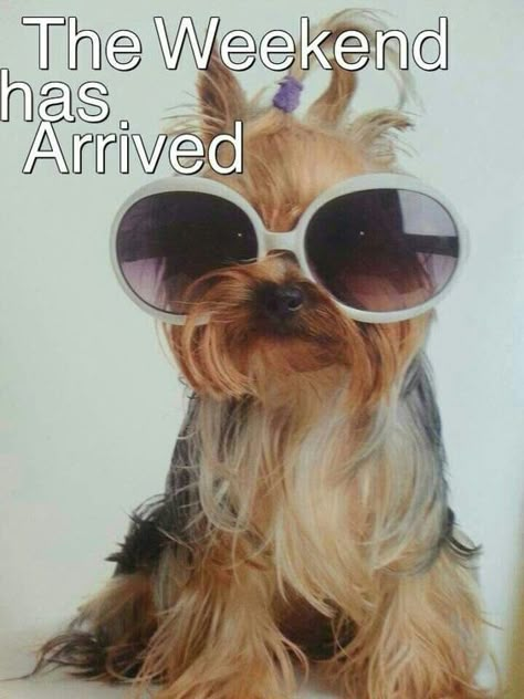 The weekend has arrived cute dog weekend quotes weekend is here funny weekend images The Weekend, Sleep, Sunglasses, Coffee, Memes, Funny, Quotes