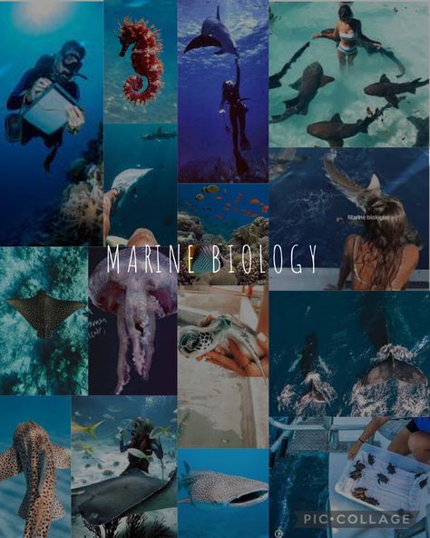 Marine Biology Aesthetic Collage, Marine Biologist Aesthetic Pictures, Marine Biology Collage, Marine Biology University, Marine Biology Aesthetic Pictures, Marine Biology Vision Board, Marin Biology Aesthetic, Marian Biology, Marine Biology Aesthetic Photos