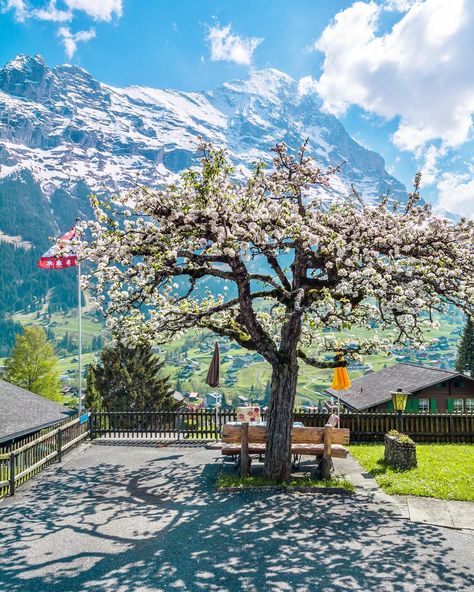 pring in Switzerland 🇨🇭 🌸 Who would like to spend some days here in Grindelwald 😍I love this place always nice to be there in every season Switzerland Travel Guide, Grindelwald Switzerland, Switzerland Travel, Travel Videos, Beautiful Places In The World, Beautiful Nature Pictures, Travel Insurance, Images Gif, Nature Pictures