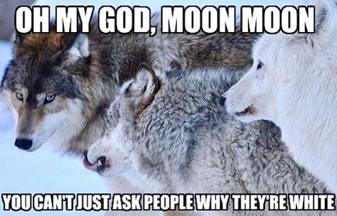 "OH, MY GOD, Moon, Moon ! You can't just ask people why they're white!" Moon Moon Wolf, Moon Moon Memes, Moon Wolf, Wolf Character, She Wolf, Moon Moon, Laugh Out Loud, Oh My God, Animal Jokes