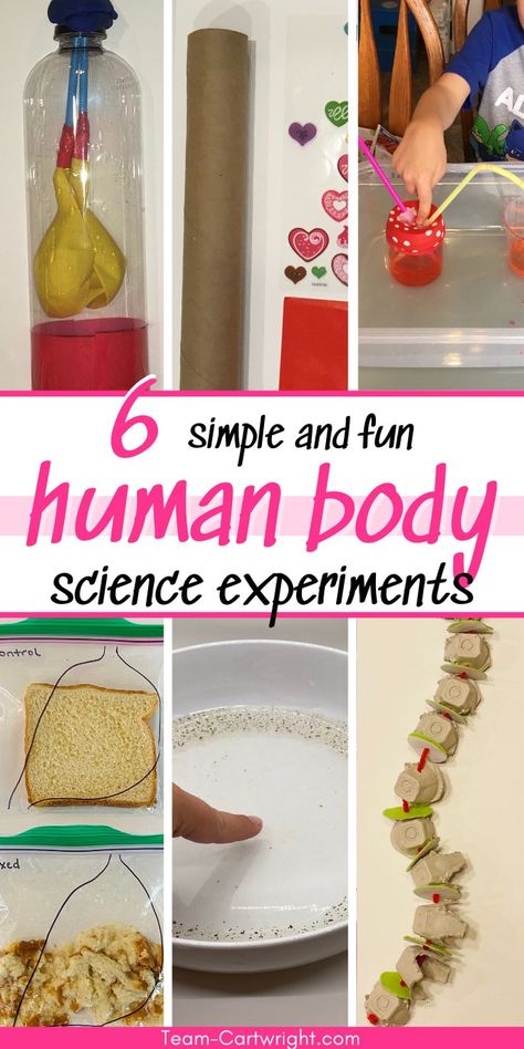 Text: 6 simple and fun Human Body Science Experiments
6 Pictures clockwise from top left: DIY lung model experiment, homemade stethoscope, pumping heart model, homemade spine model, germ theory soap and pepper science experiment, digestion STEM activity Human Body Science Experiments, Anatomy Activities For Kids, Digestion Activities, Anatomy Activities, Fun Anatomy, Human Body Science Projects, Human Body Unit Study, Elementary Science Experiments, Homeschool Science Experiments