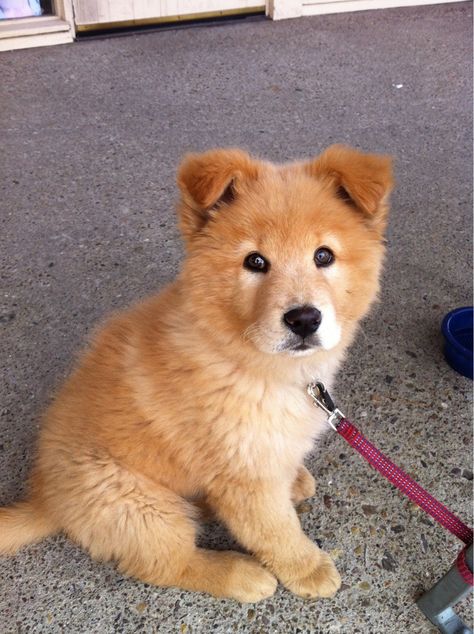 furball Puppy Mix, Chow Chow Puppy, Sweet Dogs, Cute Dogs And Puppies, Cute Creatures, Chow Chow, Shiba Inu, Animals Friends, I Love Dogs