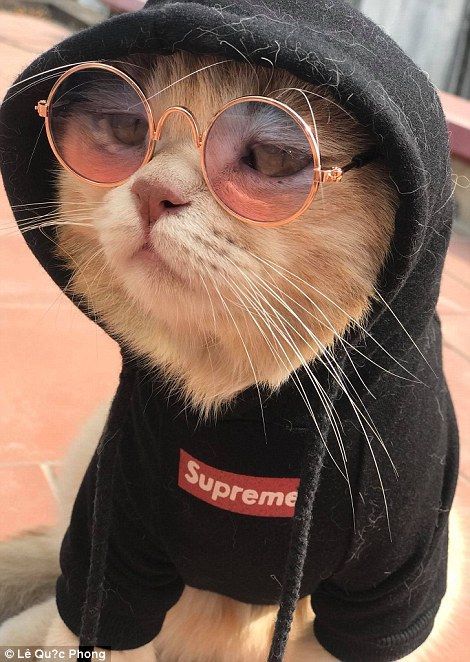 Chó was born on January 15, 2015, and is just over three years old Wearing Glasses, Pet Cat, A Cat, Seafood, Vietnam, Sunglasses, Pet, Orange