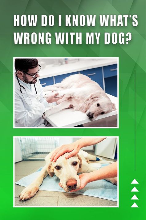 How Do I Know What'S Wrong With My Dog? Sick Dog Symptoms, Dog Throwing Up, Not Feeling Well, Sick Dog, Dog Nutrition, Most Asked Questions, Dog Facts, Whats Wrong, Canine Companions