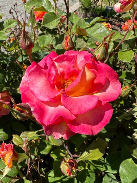 Point Defiance Rose Garden Tacoma, WA Floribunda Rose, Tacoma Wa, Rose Garden, Mardi Gras