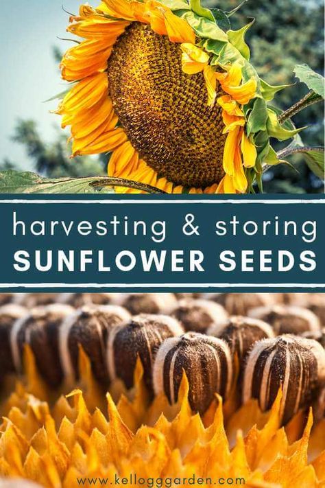 Harvesting and storing sunflower seeds pinterest image How To Dry Out Sunflowers For Seeds, How To Save Sunflower Seeds, When To Harvest Sunflowers, How To Dry Sunflower Seeds, Diy Sunflower Seeds, How To Save Sunflower Seeds For Planting, How To Dry Sunflowers For Seeds, Drying Sunflowers For Seeds, How To Harvest Sunflower Seeds To Plant