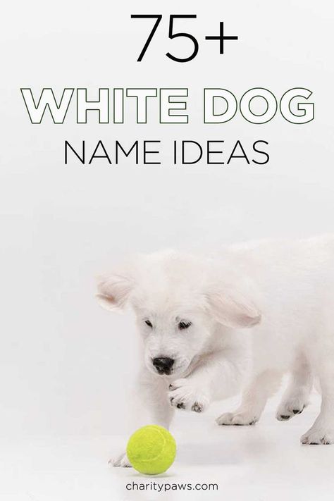 If Snow or Ghost do not sound appealing - this list of over 75 white dog names should help you find something more interesting for you new white dog. https://charitypaws.com/white-dog-names/ Dog Name Tattoo Small, Dog Name List, Cool Dog Names Boys, Male Dog Names List, Male Dog Names Unique, White Dog Names, Puppy Girl Names, Creative Dog Names, Puppy Names Unique