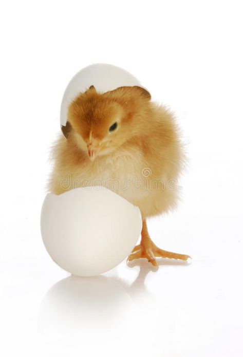 Candling Eggs, Chick Hatching From Egg, Incubating Eggs, Embryo Development, Weaning Foods, Seeds Benefits, Raising Chicks, Egg Incubator, Cute Newborn