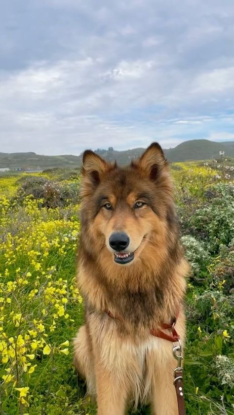 Fluffy Big Dogs, Dogs That Look Like Wolves, Big Cute Dogs, Pretty Dog Breeds, Cool Dog Breeds, Wolfdog Puppy, Cute Big Dogs, Majestic Dog, Wolf Dog Puppy