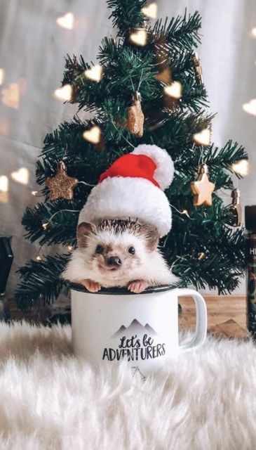 A Hedgehog, Christmas