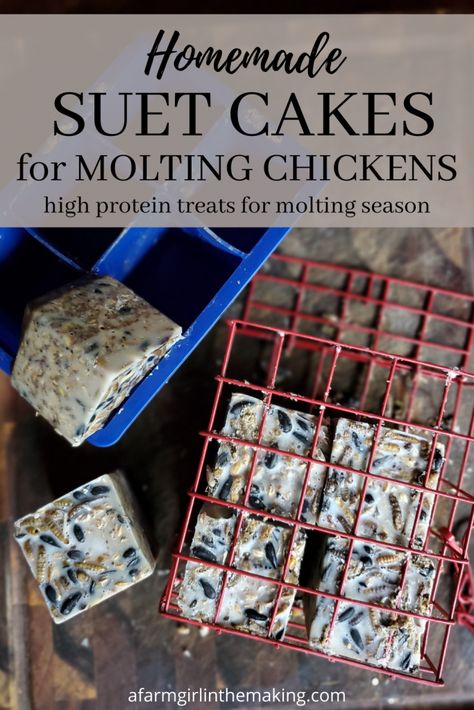 Suet Cakes For Chickens, Molting Chickens, Suet Cakes, Raising Chicks, Backyard Chicken Coop Plans, Diy Chicken Coop Plans, Backyard Chicken Farming, Chicken Treats, Protein Treats