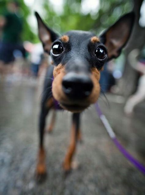 GUYS THIS IS NOT A MIN PIN. GET IT STRAIGHT. THIS BABY IS A MANCHESTER TERRIER. MIN PINS HAVE BUGGY EYES AND THE FOREHEAD OF A CHIHUAHUA. THIS BABY DOES NOT HAVE THAT. Manchester Terrier, Miniature Pinscher, Dog Facts, Puppy Eyes, Appaloosa, Quarter Horse, Animals Friends, Dog Pictures, Dog Life