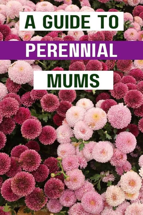 Hardy Mums Perennials, Growing Mums In Pots, Growing Mums To Sell, Are Mums Perennials, Mum Flower Bed Ideas, Planting Mums In Ground, Mums Landscaping Front Yards, Growing Mums From Seed, How To Grow Mums