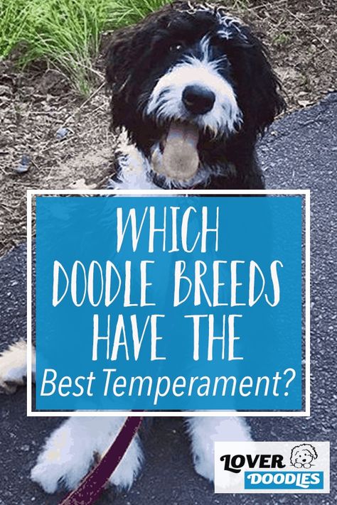 Borderdoodle Dogs, Bernadoodles Full Grown, Toy Bernedoodle, Multipoo Hairstyles, Bernedoodle Grooming Styles, Springer Doodle, Doodle Dog Art, Whoodle Puppy, Mini Sheepadoodle