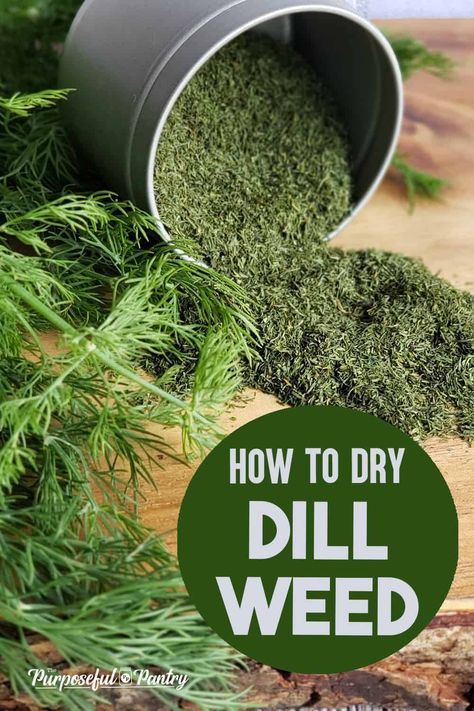 Dehydrate Dill In Dehydrator, Drying Dill In Dehydrator, Dehydrated Herbs In Dehydrator, How To Dry Dill, Dehydrated Dill, Dehydrate Herbs, Dehydrating Food Storage, Drying Fresh Herbs, Food Dehydration