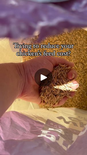 Chicken Homestead, Fodder System, Homestead Animals, Crunchy Mom, Chicken Coop Garden, Chicken Coup, Homesteading Ideas, Crunchy Moms, Chicken Life