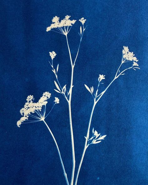 Cow Parsley Drawing, Cyanotype Tattoo, Cow Parsley Tattoo, Botanical Cyanotype, Bug Poster, Stretch Mark Tattoo, Lockscreen Quotes, Funky Tattoos, Cow Parsley