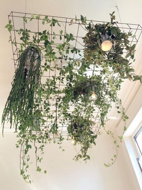 Plant Hanging, Deco Studio, Hanging Plants Indoor, Plants For Hanging Baskets, Plant Decor Indoor, Interior Plants, House Plants Decor, Cafe Interior Design, Unique Plants