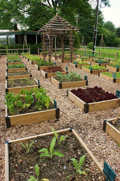 Dream Garden Vegetable, Small Porch, Raised Vegetable Gardens, Vegetable Garden Raised Beds, Vegetable Garden Diy, Backyard Vegetable Gardens, Veg Garden, Home Vegetable Garden, Vegetable Garden Design