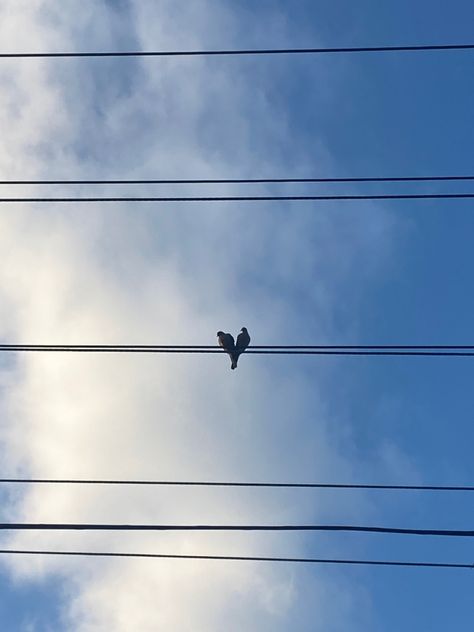 Two Birds On A Wire Aesthetic, Bird Instagram Story, Two Birds Aesthetic, Two Birds On A Wire, Bird On Wire, Birds Wallpaper Hd, Black Mask Aesthetic, Color Photoshop, Flower Background Images