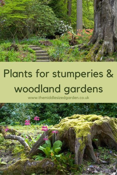 Plants for woodland gardens and stumperies #middlesizedgarden Secret Woodland Garden, Wooded Yard Landscaping Ideas, Landscaping Edge Of Woods, Woodland Rock Garden, Shady Woodland Garden, Small Woodland Garden Design, Woods Garden Ideas, Woodland Flower Garden, Wild Woodland Garden