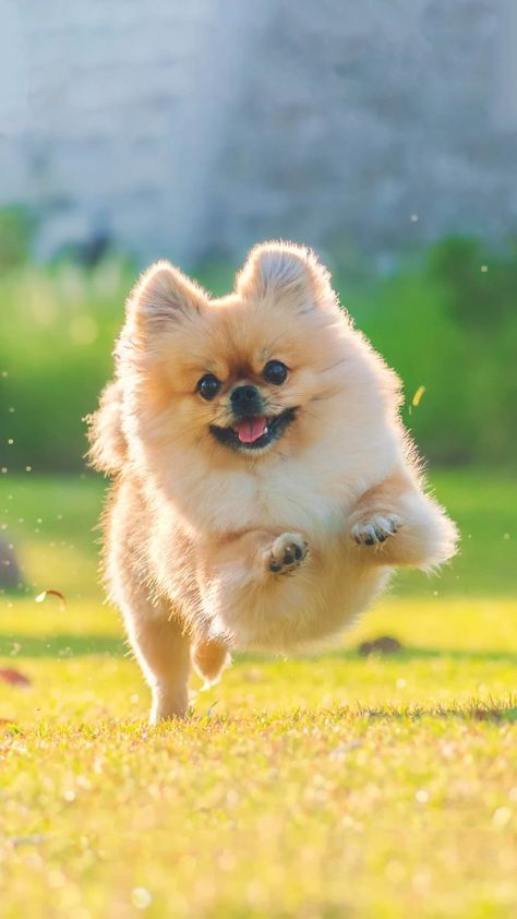 Hyper Dog, Washing Station, Puppies Near Me, Dog Washing Station, Cute Pomeranian, Dog Behavior Problems, Pomeranian Puppies, Cute Dog Pictures, Pomeranian Puppy