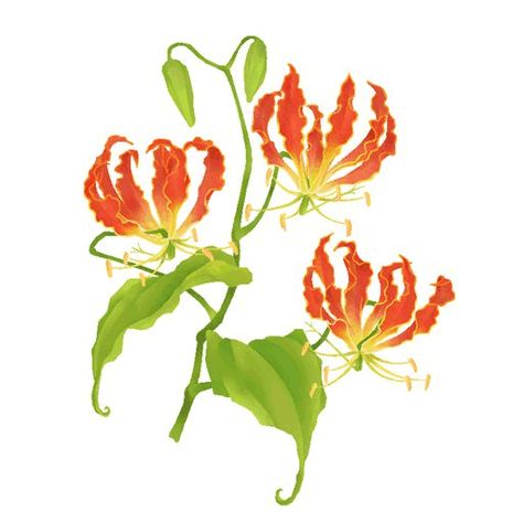 These Gloriosa lilies Fire Lily Drawing, Indian Drawing, Gloriosa Lily, Fire Lily, Lilies Drawing, Botanical Line Drawing, Protea Flower, Candles Photography, Lily Tattoo