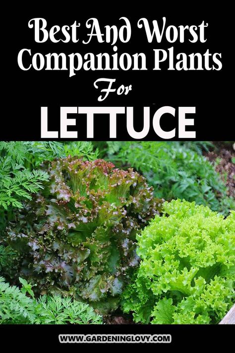 Lettuce is a household ingredient for a variety of meals. If you are looking to grow lettuce via companion planting, then read about lettuce companion plants and what not to plant along with benefits in this post. Plants Benefits, Buttercrunch Lettuce, Planting Lettuce, Grow Lettuce, Red Lettuce, Best Herbs To Grow, Growing Cilantro, Garden Companion Planting, Outdoor Herb Garden