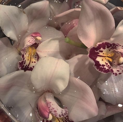 Flower Therapy, Orchid Flower, Aesthetic Photo, My Flower, Pretty Flowers, Pretty Pictures, Mother Nature, Flower Power, Aesthetic Pictures