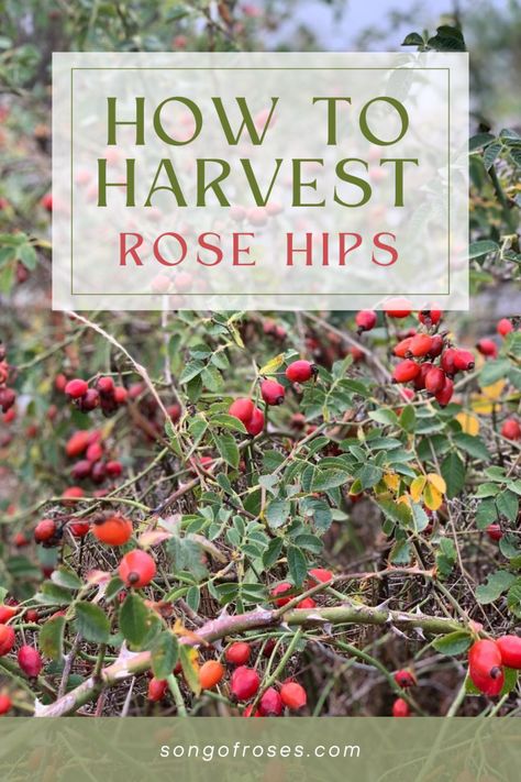 How To Harvest Rose Hips When To Harvest Rose Hips, Rose Hip Harvesting, How To Harvest Rose Hips, Rose Hips Harvesting, What To Do With Rose Hips, Harvesting Rose Hips, Rose Hip Jam, Harvest Rose Hips, Tea Apothecary