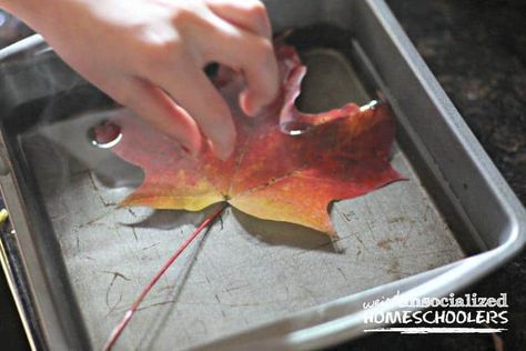 How to Preserve Fall Leaves Fall Leaves Crafts For Adults, How To Preserve Fall Leaves, How To Dry Leaves, Diy Leaves Decoration, Dried Leaves Crafts, Wax Paper Leaves, Leaf Preservation, Preserving Fall Leaves, Preserving Leaves