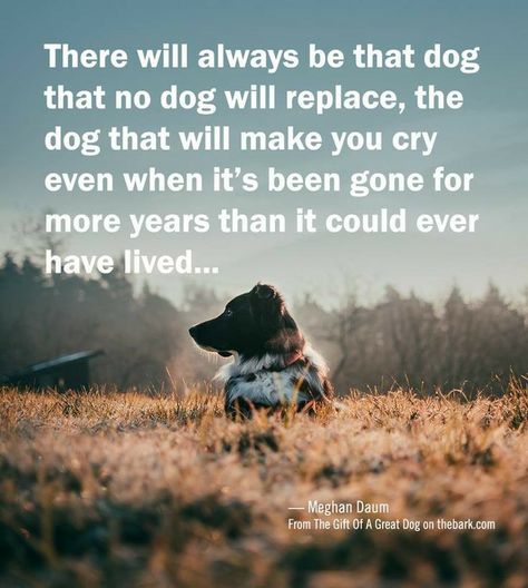 And if you're a real animal lover, there will be many creatures that will make you cry long after they're gone. My Dog Saved Me Quotes, Dog Best Friend Quotes, Miss My Dog, Dog Poems, Dog Quotes Love, Dog Best Friend, Pet Remembrance, Make You Cry, Animal Quotes